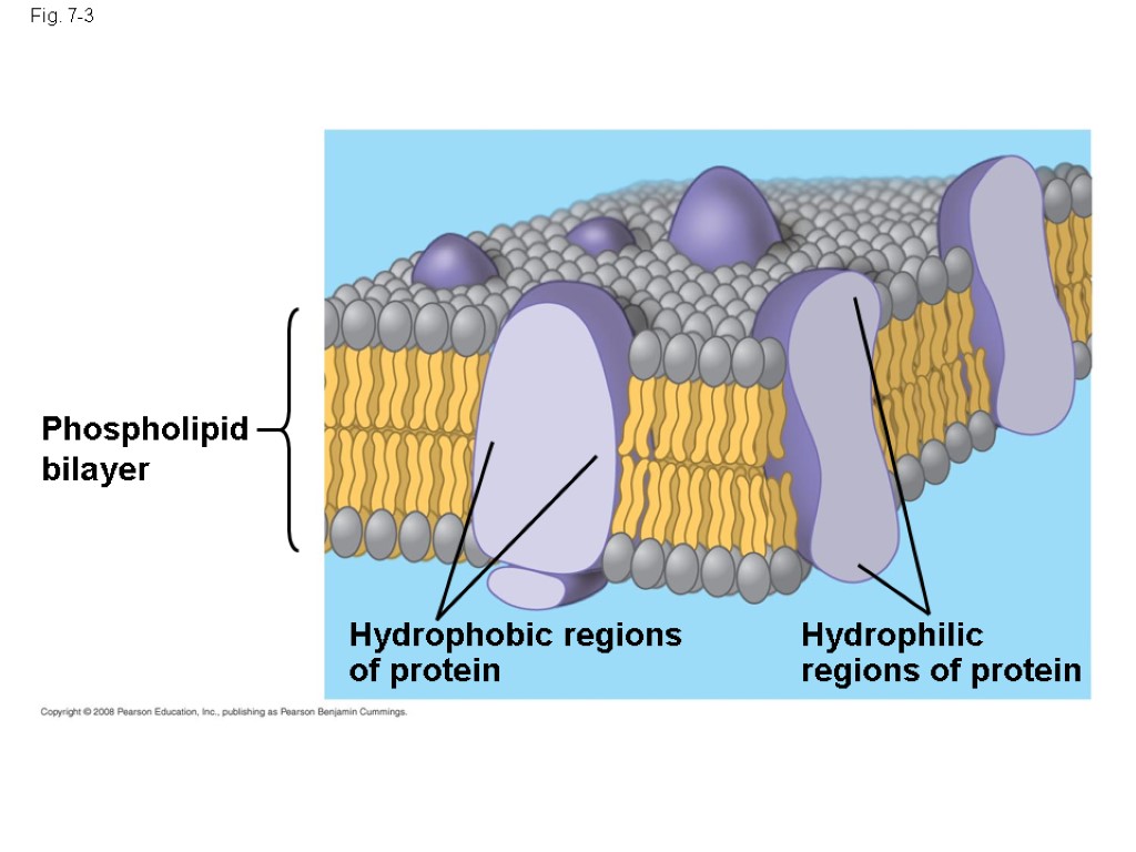 Fig. 7-3 Phospholipid bilayer Hydrophobic regions of protein Hydrophilic regions of protein